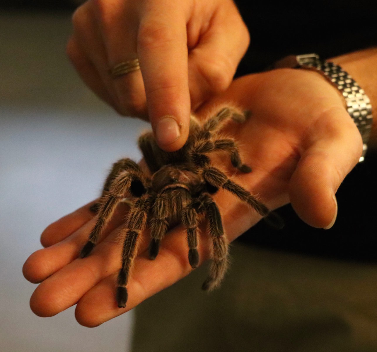 Photo of a Tarantula sitting in a person's hand.