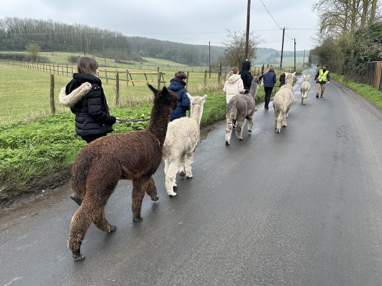 Students walking with Alpacas down a road