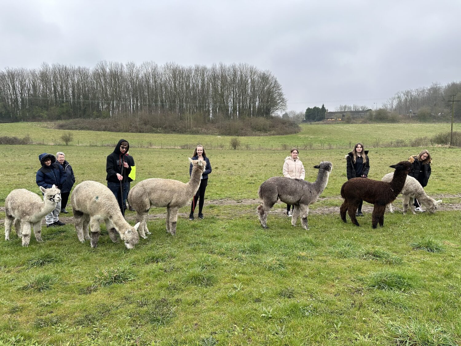 Students stood with Alpacas in a field